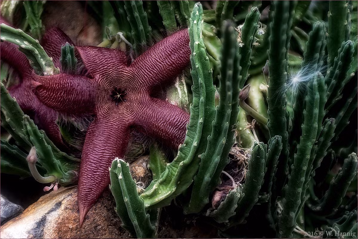 Cây hoa sao biển (Stapelia grandiflora) phân bố ở phía Nam châu Phi. Chúng được những người sưu tầm thực vật săn lùng vì những bông hoa lớn ấn tượng, tỏa ra mùi thối để thu hút loài ruồi.