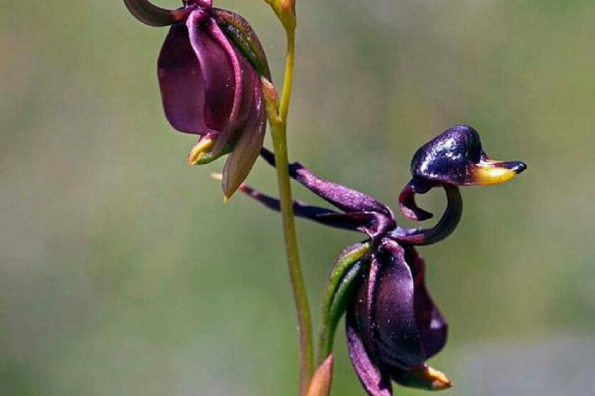Phong lan vịt bay (Caleana major) là loài cây có nguồn gốc từ Australia. Hoa của chúng có hình dáng giống con vịt đang xòe cánh, giúp tăng khả năng thụ phấn nhờ loài đom đóm.