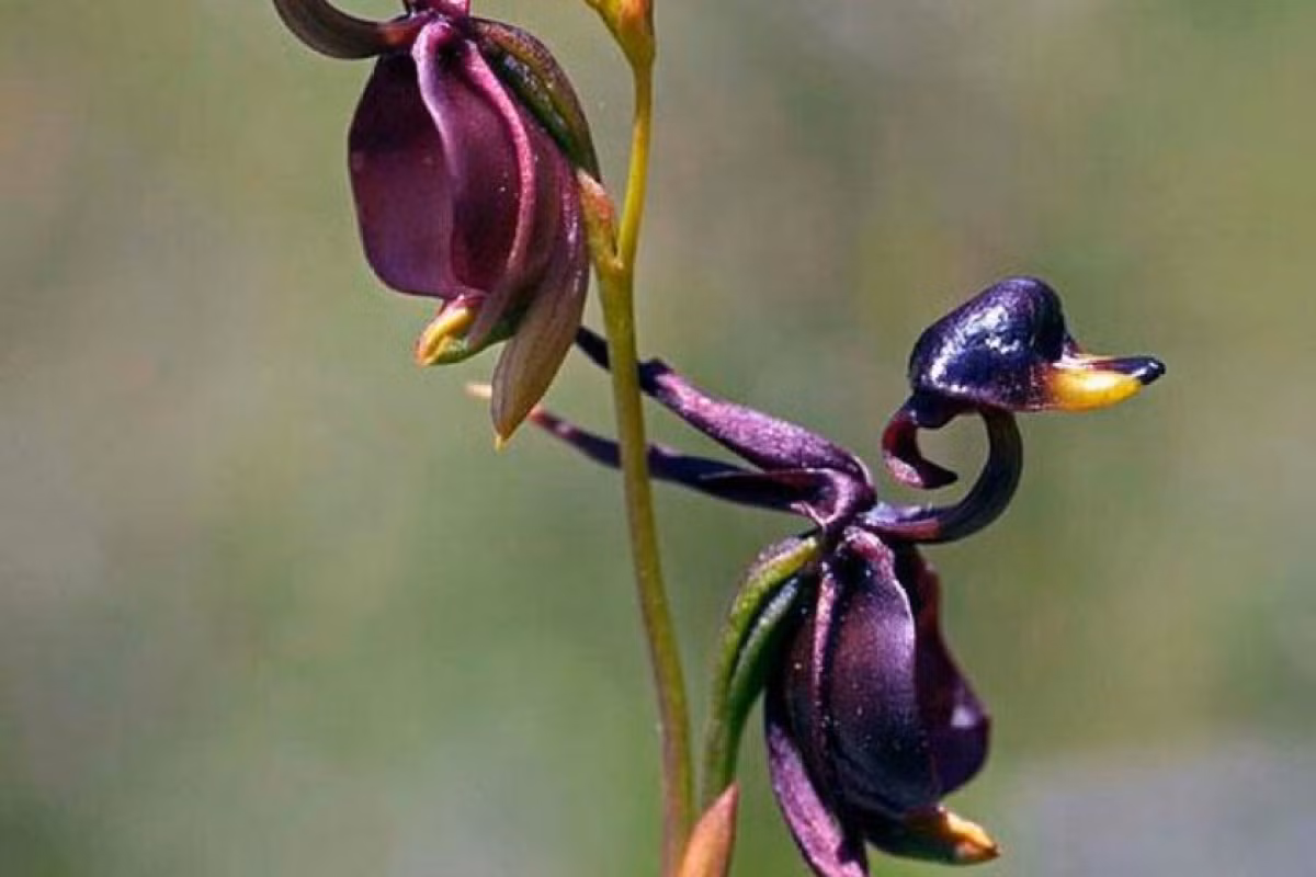Phong lan vịt bay (Caleana major) là loài cây có nguồn gốc từ Australia. Hoa của chúng có hình dáng giống con vịt đang xòe cánh, giúp tăng khả năng thụ phấn nhờ loài đom đóm.