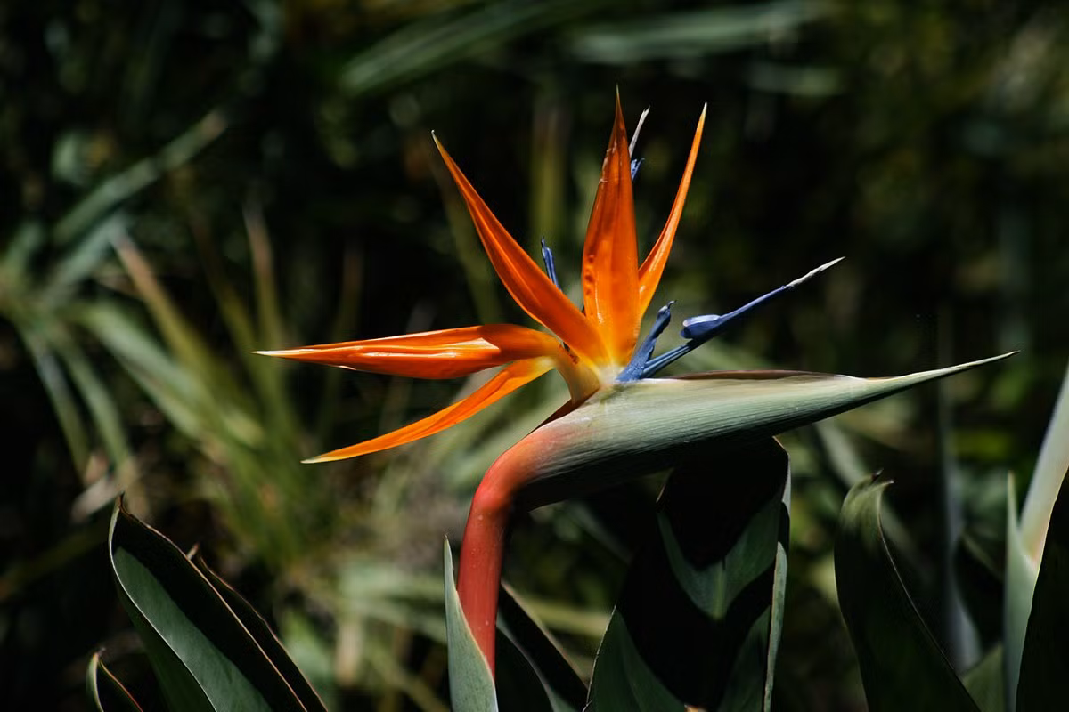 Cây hoa thiên điểu (Strelitzia reginae) có nguồn gốc từ miền Nam châu Phi và châu Mỹ nhiệt đới. Loài cây có họ hàng với chuối này dễ chăm sóc, được trồng rộng rãi trên giới vì có hoa độc đáo, trông giống chim thiên đường đang bay.