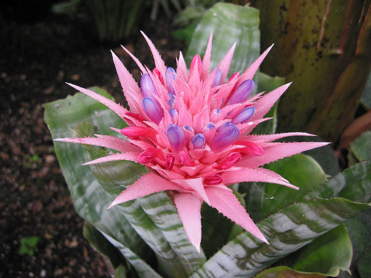 Cây dứa gai hồng (Aechmea fasciata) phân bố ở Brazil. Loài cây cứng cáp và phát triển chậm này sống được trong những điều kiện khắc nghiệt, cho ra những chùm hoa gai góc mang màu hồng và tím quyến rũ.