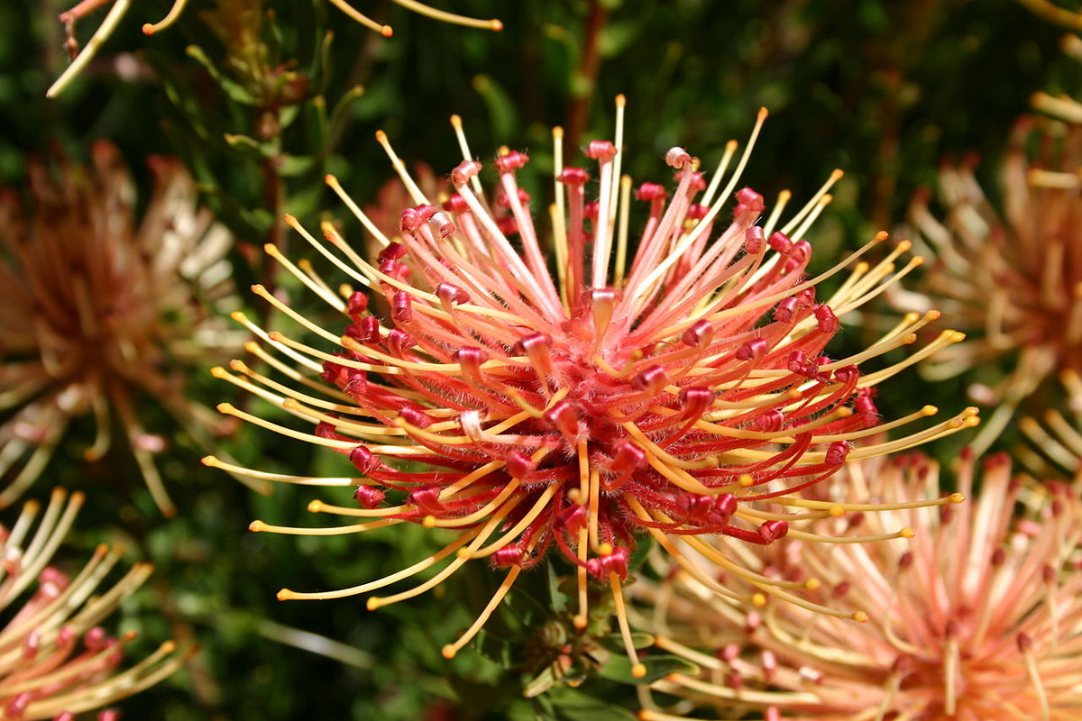 Đường thảo chong chóng (Leucospermum catherinae) là loài cây đặc hữu, chỉ được ghi nhận trong tự nhiên ở phía Tây Nam của tỉnh Western Cape, Nam Phi. Những đóa hoa rực rỡ của chúng gợi liên tướng đến món đồ chơi xuất hiện trong lễ hội.