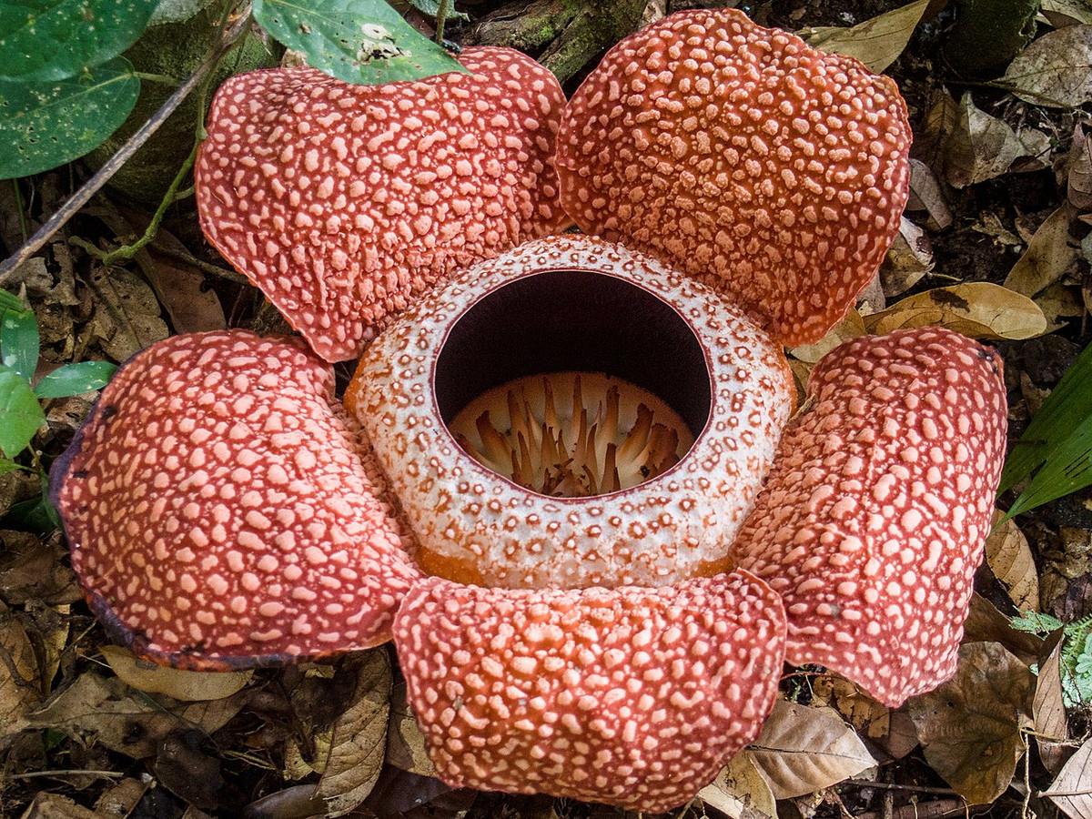 Cây xác thối (Rafflesia keithii) được coi là loài hoa lớn nhất thế giới, chỉ có thể được tìm thấy trong các khu rừng nhiệt đới của Indonesia. Hoa của chúng có màu sắc như miếng thịt, bốc ra mùi thối của xác chết để thu hút côn trùng.