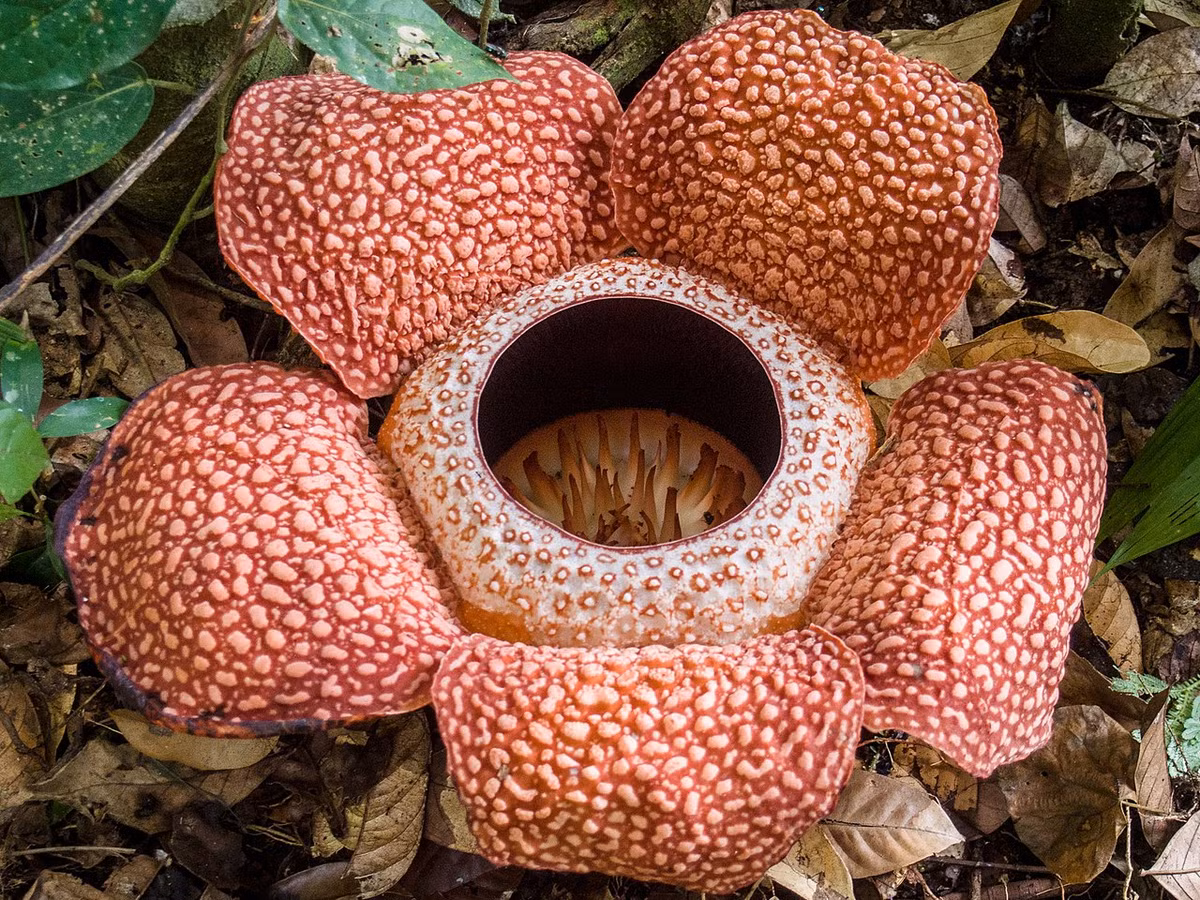 Cây xác thối (Rafflesia keithii) được coi là loài hoa lớn nhất thế giới, chỉ có thể được tìm thấy trong các khu rừng nhiệt đới của Indonesia. Hoa của chúng có màu sắc như miếng thịt, bốc ra mùi thối của xác chết để thu hút côn trùng.