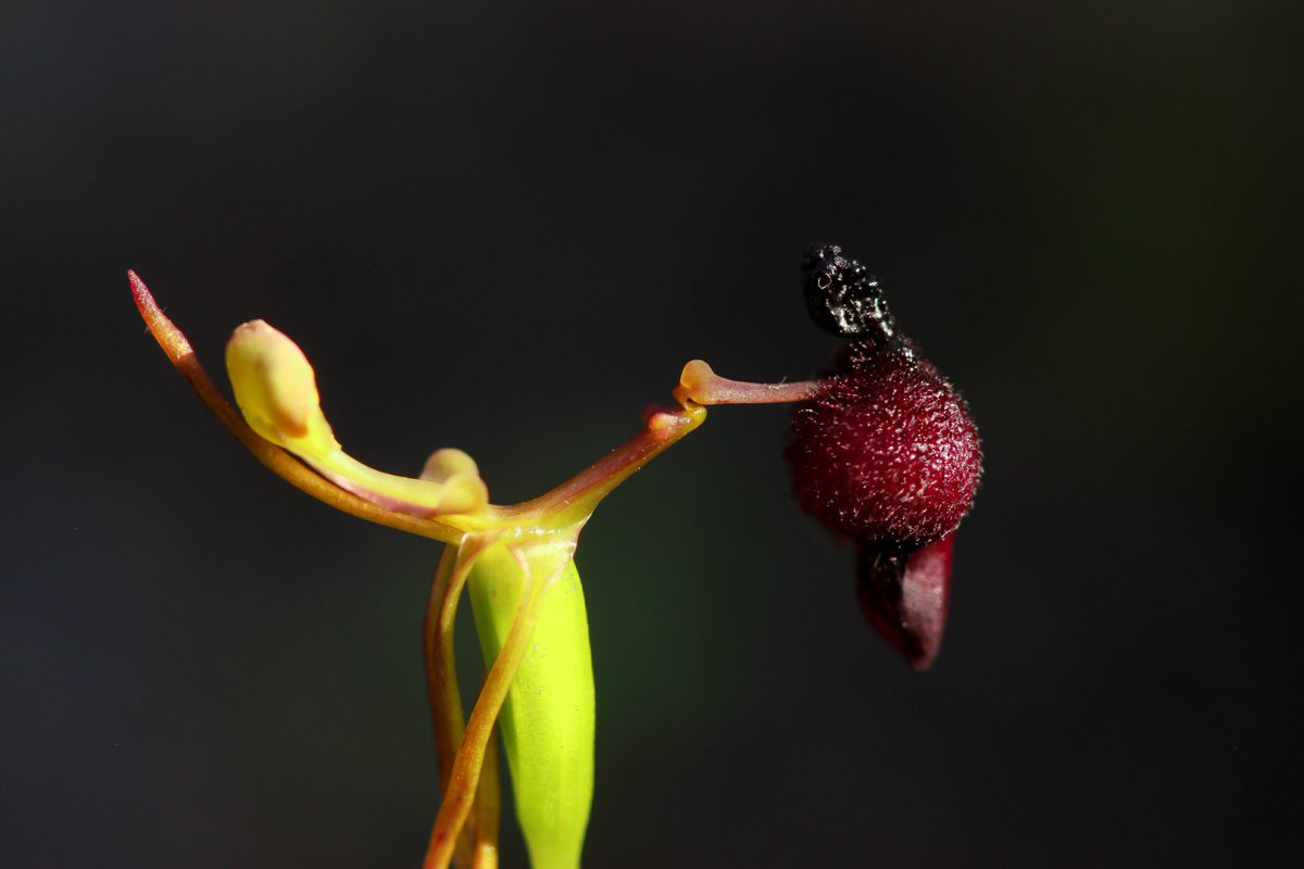 Phong lan búa (Drakaea glyptodon) là loài cây có nguồn gốc từ miền Tây Australia. Hoa của chúng có hình dạng đặc biệt, tiết ra loại pheromone giống như của ong bắp cày cái, để dụ ong bắp cày đực đến thụ phấn.