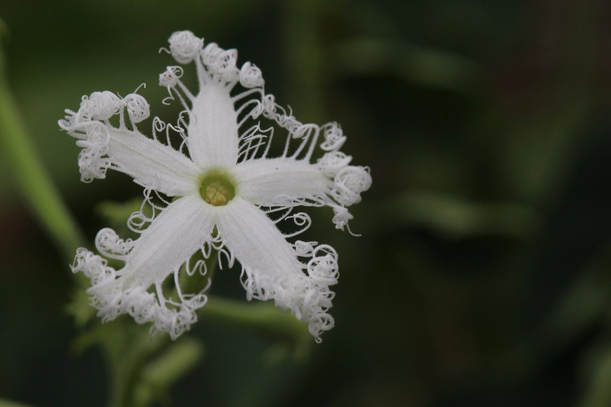 Dưa núi hay lặp lày (Trichosanthes cucumerina) là cây bản địa khu vực Nam và Đông Nam Á, Bắc Australia. Hoa của chúng trông như được cắt tỉa dưới bàn tay một người cực kỳ khéo léo.