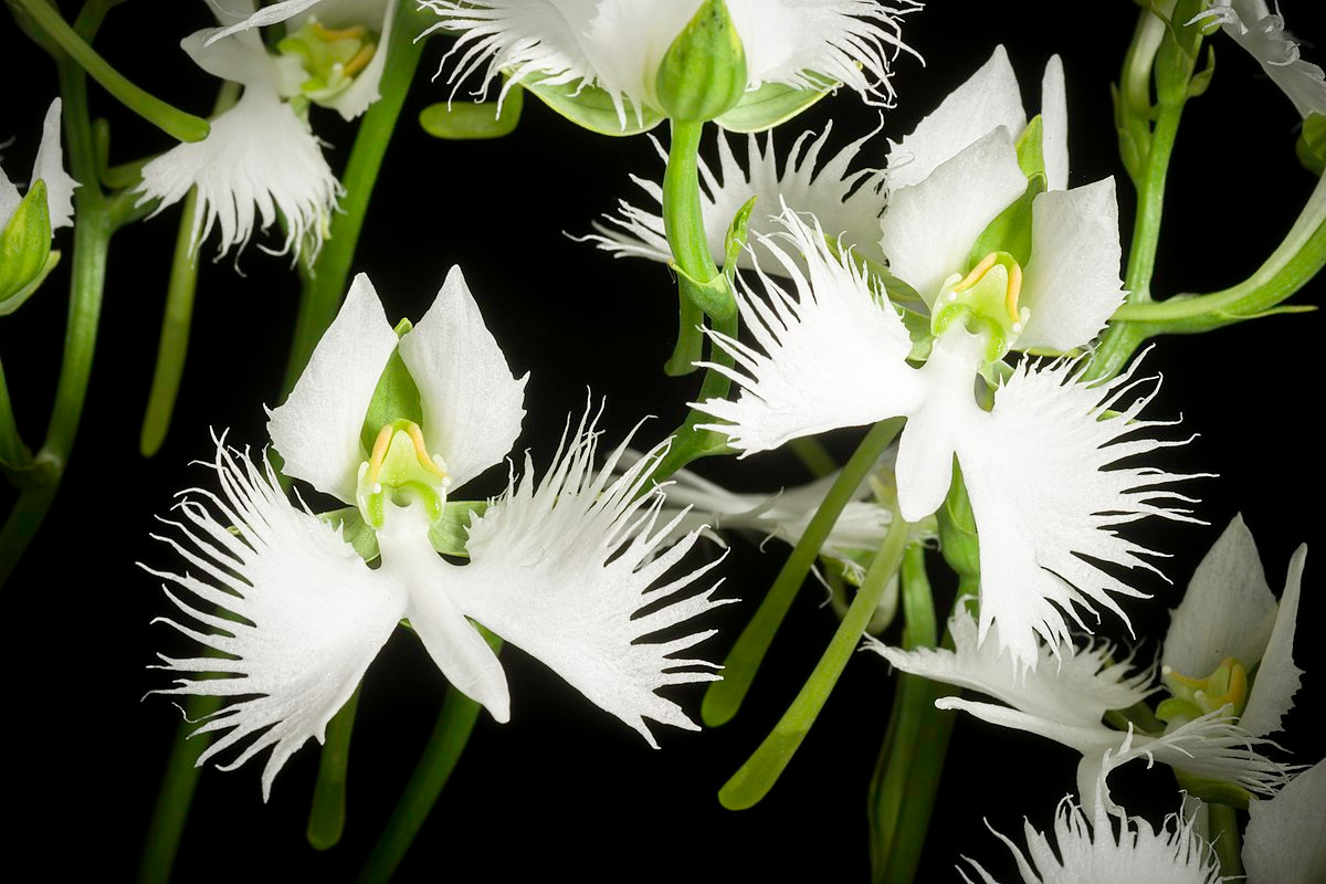 Phong lan hạc trắng (Pecteilis radiata) phân bố ở phía Bắc của châu Á. Những cánh hoa mang vẻ đẹp tinh tế khiến loài cây này trở thành đối tượng ưa thích của nhiều người làm vườn.