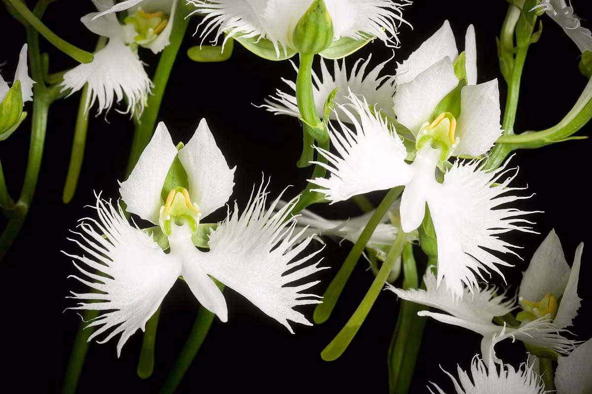 Phong lan hạc trắng (Pecteilis radiata) phân bố ở phía Bắc của châu Á. Những cánh hoa mang vẻ đẹp tinh tế khiến loài cây này trở thành đối tượng ưa thích của nhiều người làm vườn.