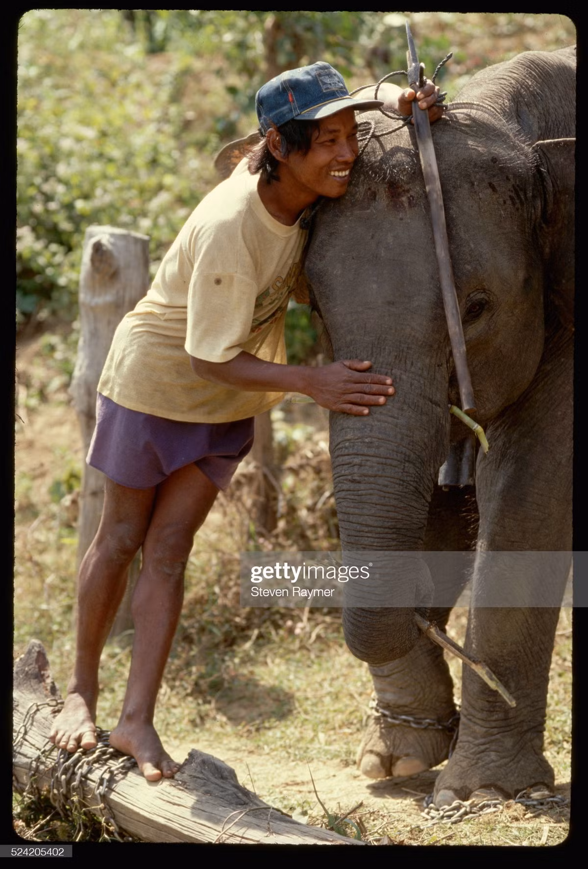 Người nài voi bên "Chú voi con ở Bản Đôn".