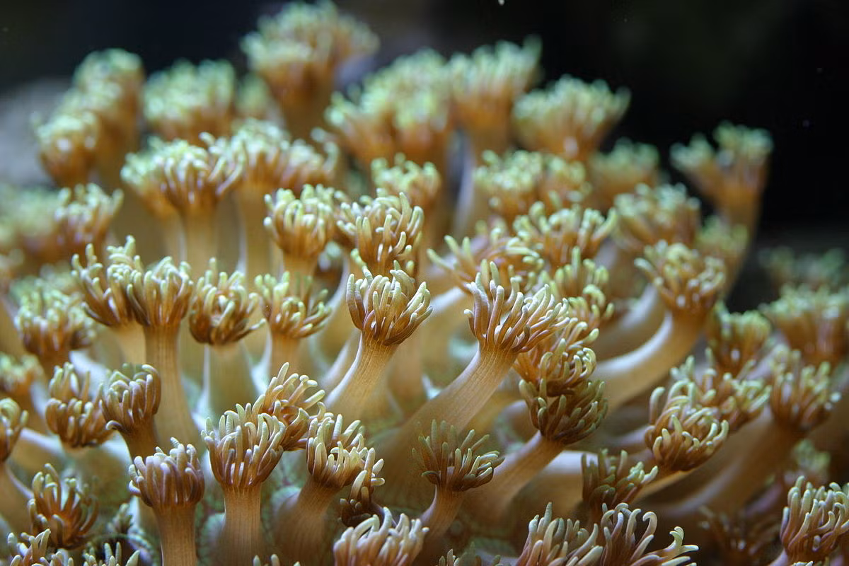 San hô hoa cúc (Goniopora sp.) là một chi gồm những loài san hô giống hoa nhất, phổ biến ở các vùng biển nhiệt đới. Loài san hô đá này có polip vươn dài, mỗi thường có 24 xúc tu trông như cánh hoa.