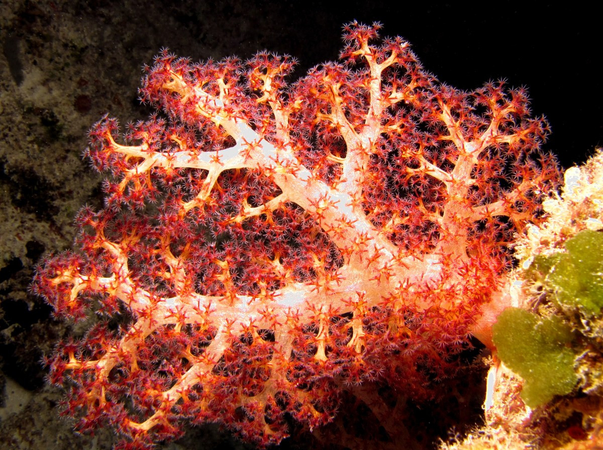 San hô cành đỏ hồng (Dendronephthya sp.) dài 20-30 cm, là chi san hô điển hình trong một họ san hô mềm phân cành có các polip phân bố thành cụm. Chúng có màu sắc rực rỡ, xuất hiện ở các rạn san hô nhiệt đới Ấn Độ Dương - Thái Bình Dương.