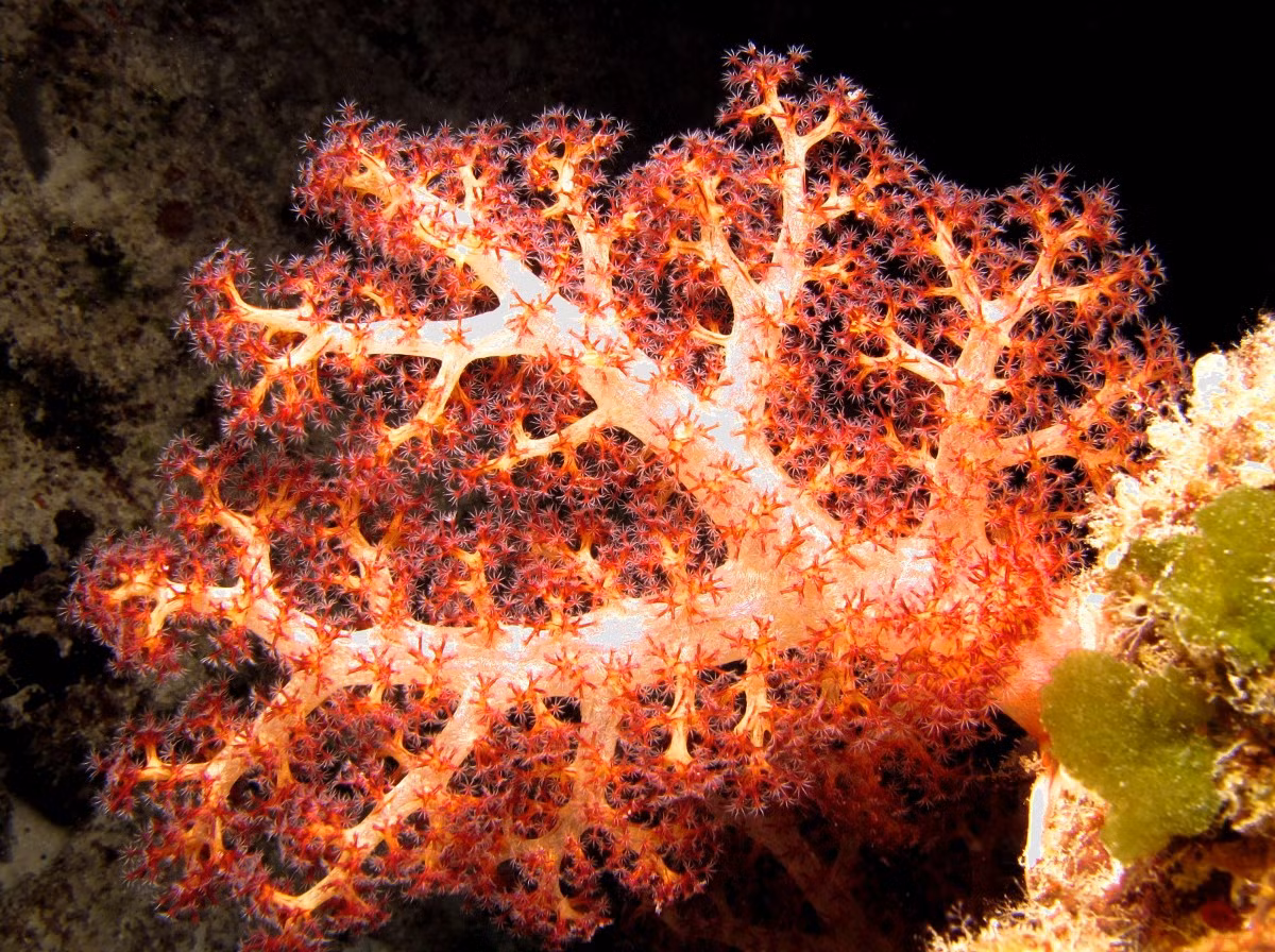 San hô cành đỏ hồng (Dendronephthya sp.) dài 20-30 cm, là chi san hô điển hình trong một họ san hô mềm phân cành có các polip phân bố thành cụm. Chúng có màu sắc rực rỡ, xuất hiện ở các rạn san hô nhiệt đới Ấn Độ Dương - Thái Bình Dương.