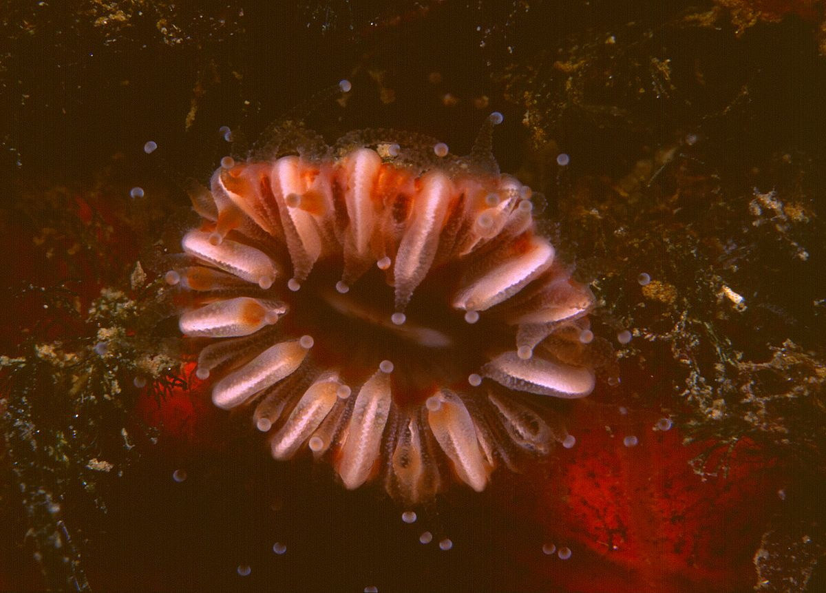 San hô hình chén Devonshire (Caryophyllia smithii), phân bố ở Đông Bắc Đại Tây Dương. Chúng thuộc một họ san hô nước lạnh, trong đó một số loài có polip lớn, trông giống hải quỳ.