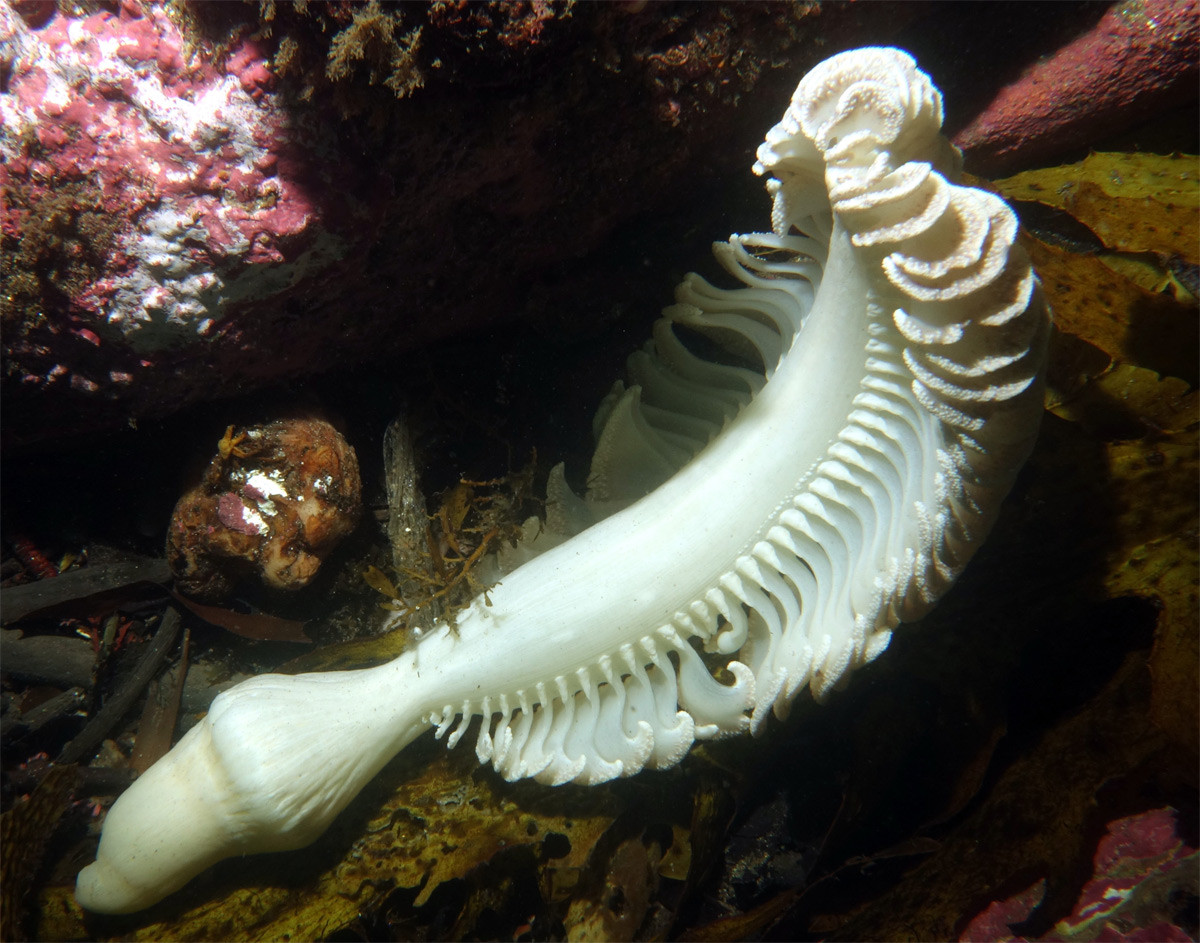 San hô bút biển hình bầu dục (Sarcoptilus grandis) dài 35-40 cm, phân bố rộng ở các vùng biển ôn đới trên toàn cầu. Chúng có cành hình bầu dục xếp thành hàng chạy dọc hai bên cơ thể.