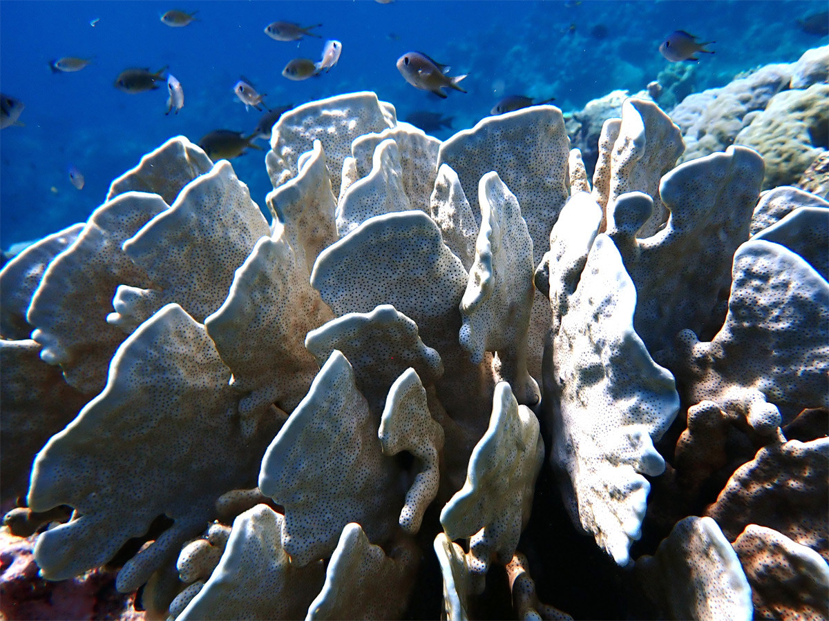 San hô xanh (Heliopora coerulea) dài 15-30 cm, là loài san hổ bản địa khu vực Ấn Độ Dương - Tây Tháy Bình Dương. Mặc dù có bộ xương rắn, canxi hóa, loài này có họ hàng gần gũi với san hô mềm hơn là san hô đá.