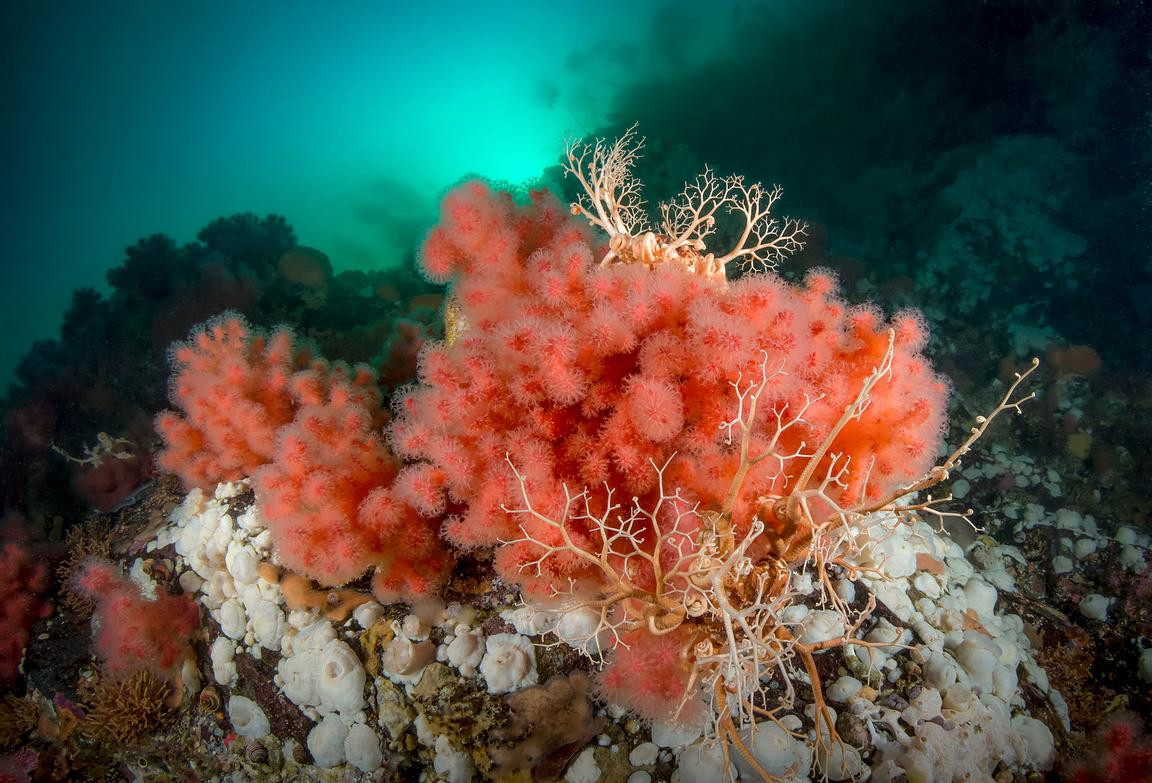 San hô dâu biển (Gersemia rubiformis) dài 10-15 cm, phân bố ở phía Bắc của Thái Bình Dương và Đại Tây Dương. Loài san hô mềm phân cành này hình thành các tập đoàn dạng bướu màu hồng rực.