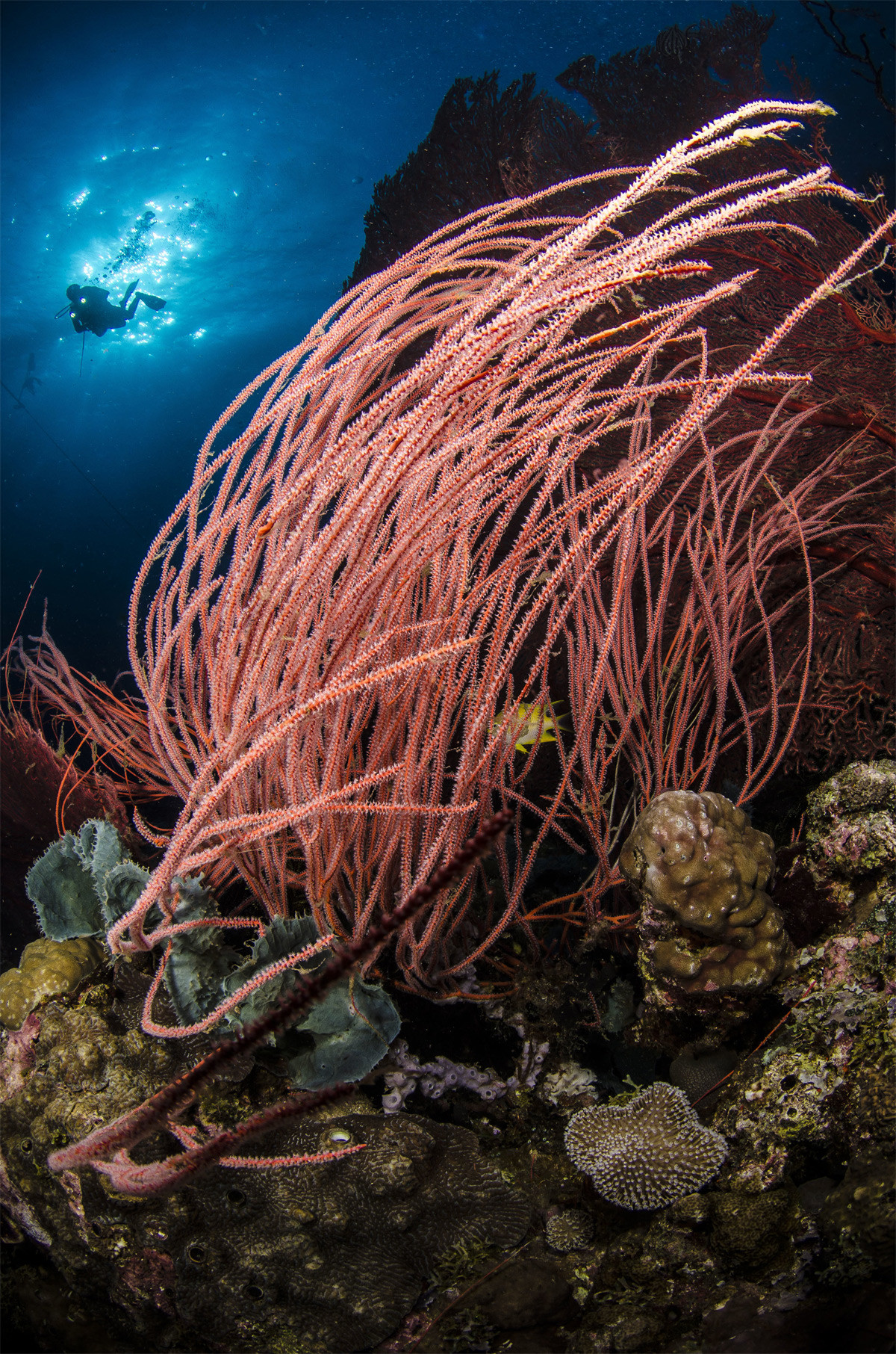 Roi biển đỏ (Ellisella sp.) là một chi gồm các loài san hô hình thành tập đoàn phân nhánh đôi, một số loài có thể tạo thành các bụi dày, rậm dưới nước. Chúng phân bố rộng ở cả vùng biển nhiệt đới và ôn đới trên thế giới.