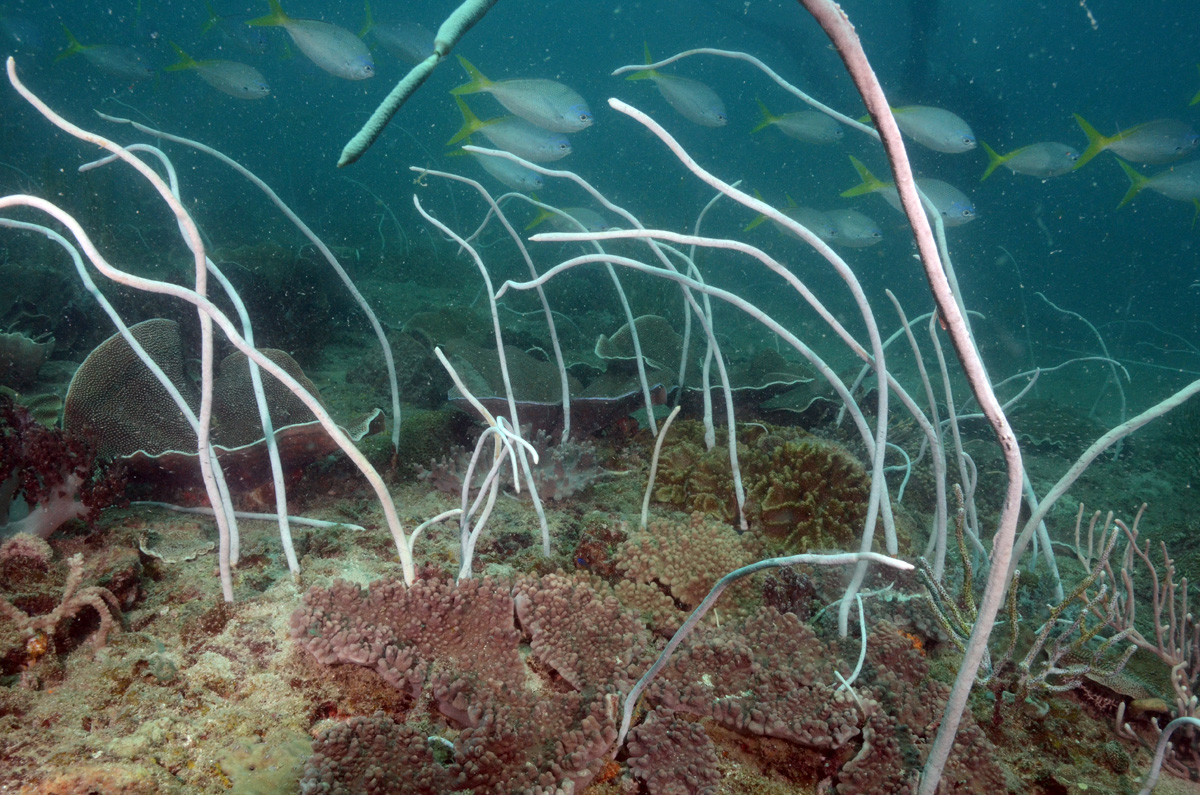 Roi biển trắng (Junceella fragillis) dài 0,5-2 mét, là một loài san hô tạo thành rạn ở vùng biển Indonesia. Các loài roi biển là họ hàng dạng sợi của quạt biển, với các trục sừng nâng đỡ được canxi hóa.