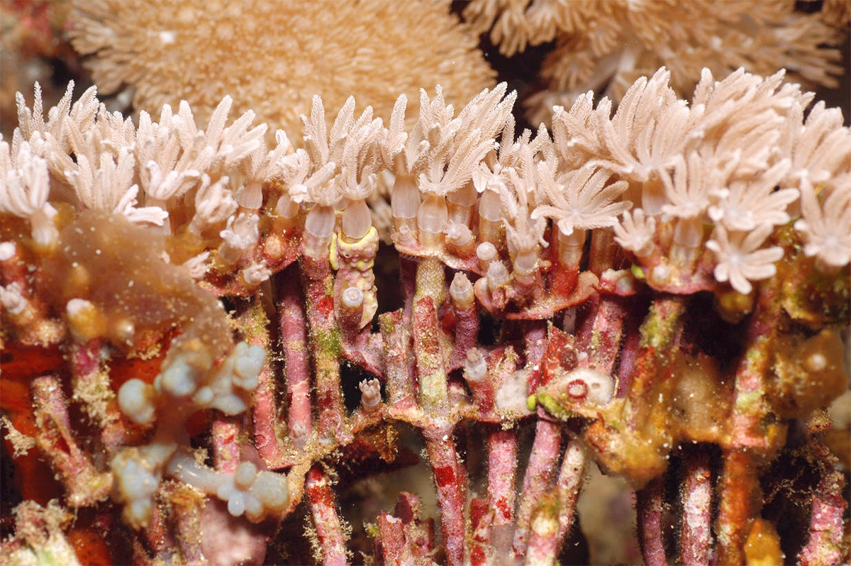 San hô đàn ống (Tubipora musica) dài 50-100 cm, phân bố ở Ấn Độ Dương - Thái Bình Dương. Loài san hô mềm này có polip mọc ra từ các ống canxi hóa thẳng đứng, kết nối với tập đoàn bằng một mạng lưới giống rễ ở gốc.