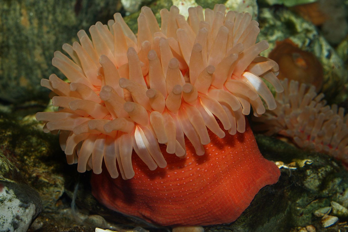 Hải quỳ thược dược (Urticina felina) dài 10-12 cm, phân bố quanh Bắc Cực. Có màu sắc đa dạng, chúng bám vào đá, chuyên săn cá và giáp xác nhỏ bằng cách bắn các tế bào có khả năng gây tê liệt con mồi.