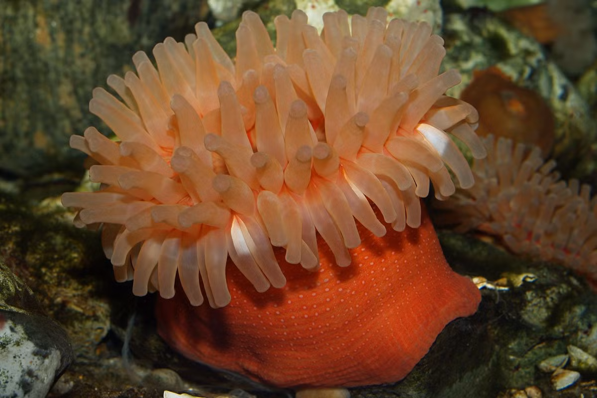 Hải quỳ thược dược (Urticina felina) dài 10-12 cm, phân bố quanh Bắc Cực. Có màu sắc đa dạng, chúng bám vào đá, chuyên săn cá và giáp xác nhỏ bằng cách bắn các tế bào có khả năng gây tê liệt con mồi.