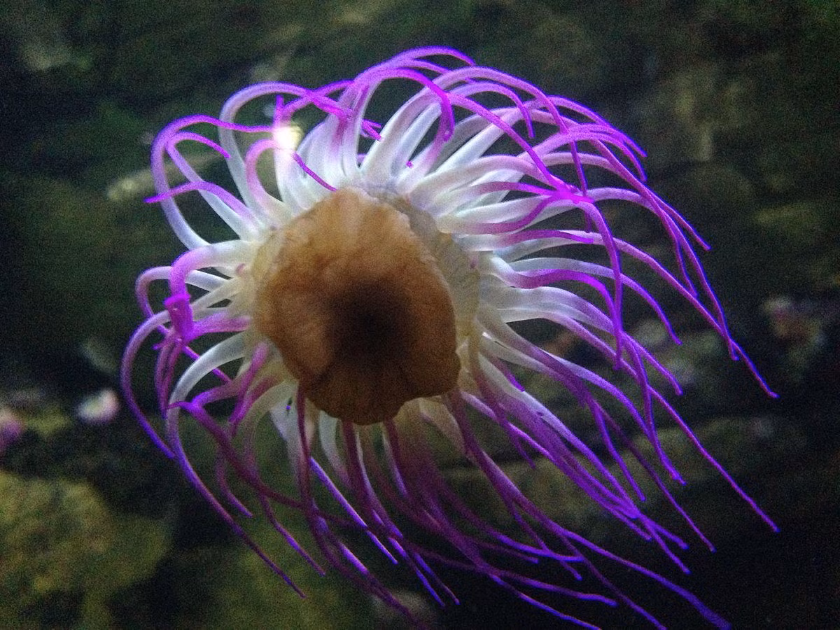 Hải quỳ tóc xanh (Anemonia viridis) dài 5-7 cm, sống ở vùng gian triều của vùng biển châu Âu. Loài hải quỳ có xúc tu dài này hiếm khi thụt vào, kể cả khi lộ ra trên mặt nước lúc thủy triều xuống.