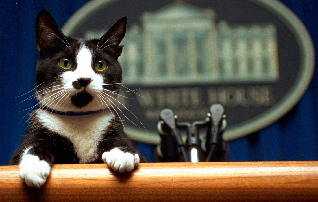 Chú mèo Socks của Tổng thống Mỹ Bill Clinton. Không hòa hợp với vật nuôi khác của ông. Ông Clinton từng viết về “mối thù” của chúng: “Tôi đã làm tốt với người Palestine và Israel hơn là với Buddy và Socks”.