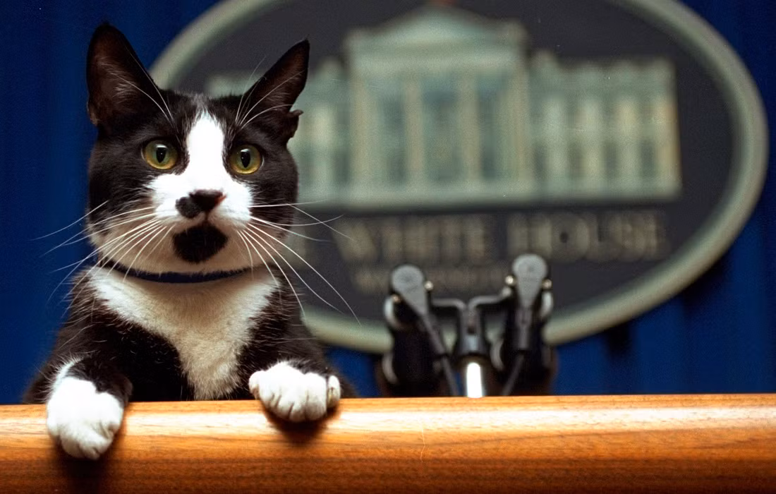 Chú mèo Socks của Tổng thống Mỹ Bill Clinton. Không hòa hợp với vật nuôi khác của ông. Ông Clinton từng viết về “mối thù” của chúng: “Tôi đã làm tốt với người Palestine và Israel hơn là với Buddy và Socks”.