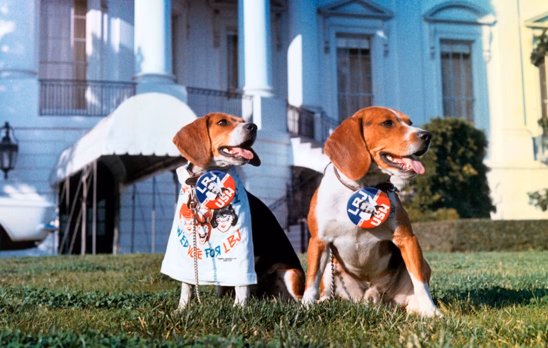 Tổng thống thứ 36 Lyndon B. Johnson nuôi 2 chú chó săn thỏ có tên rất mỹ miều “Anh ấy - Him” và “Cô ấy - Her”.
