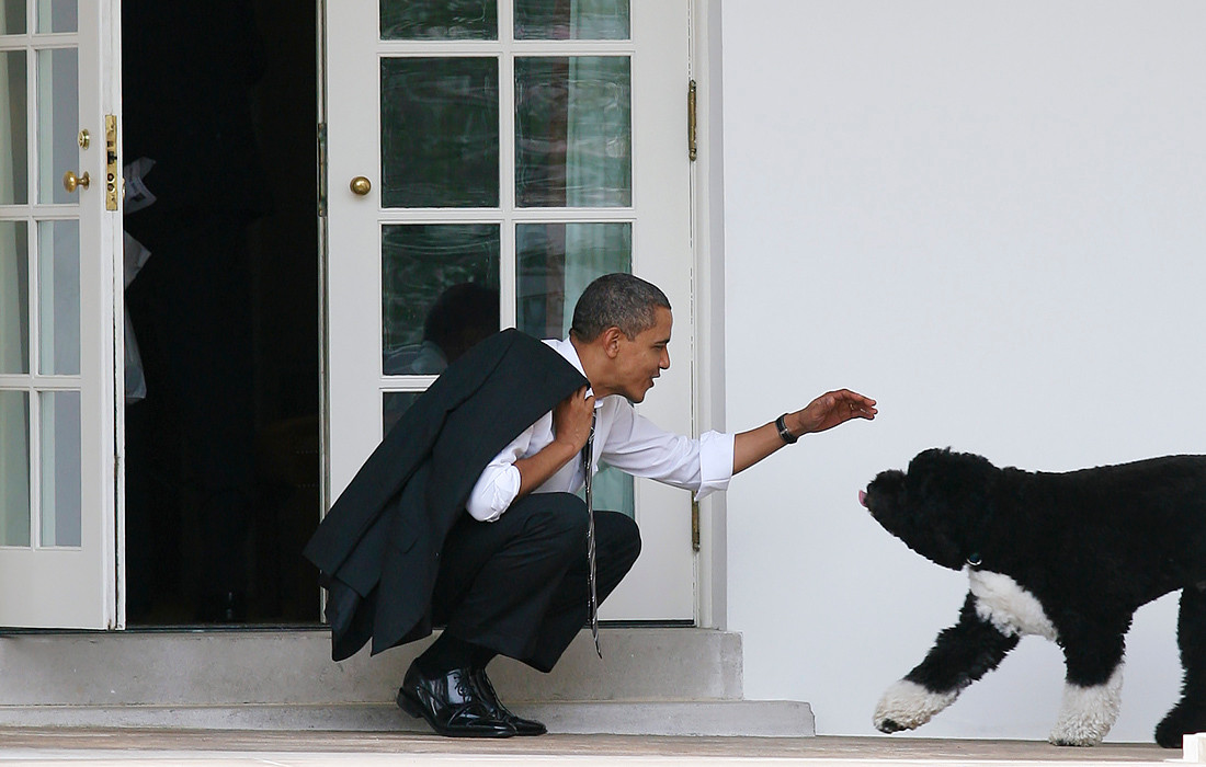 Chú chó Bo của Tổng thống Mỹ thứ 44 Barack Obama. Chú chó con là một món quà từ Thượng nghị sĩ Edward Kennedy. Ông Obama rất thích câu nói của cựu Tổng thống Mỹ Harry Truman: “Nếu bạn muốn kết bạn ở Washington, thì hãy kiếm một con chó”.