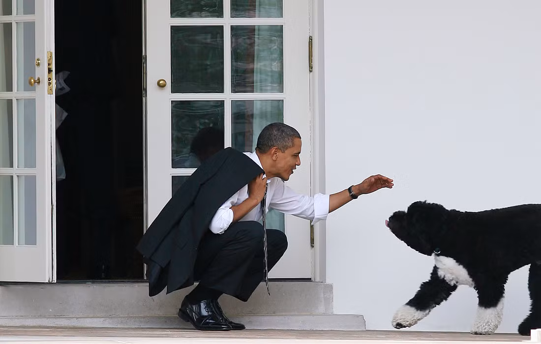 Chú chó Bo của Tổng thống Mỹ thứ 44 Barack Obama. Chú chó con là một món quà từ Thượng nghị sĩ Edward Kennedy. Ông Obama rất thích câu nói của cựu Tổng thống Mỹ Harry Truman: “Nếu bạn muốn kết bạn ở Washington, thì hãy kiếm một con chó”.