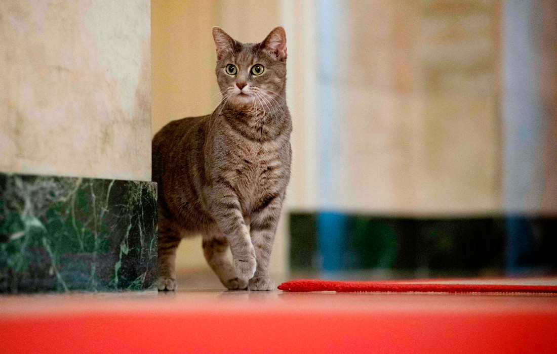 Vào nhiều thời điểm khác nhau, các tổng thống Mỹ đều nuôi thú cưng như mèo, chó, ngựa, chim, dê và thậm chí cả bò ở Nhà Trắng. Mới đây, Tổng thống Mỹ Joe Biden và Đệ nhất phu nhân đã chào đón Willow, con mèo mướp xám hai năm tuổi, đến Nhà Trắng. Con mèo lông xám sọc trắng mắt màu xanh lá cây có duyên với bà Biden từ năm 2020. Sống trong một trang trại ở bang Pennsylvania, Willow gây ấn tượng với bà Biden khi nó nhảy lên sân khấu làm gián đoạn bài phát biểu của bà trong một sự kiện năm 2020. Thư ký báo chí của Đệ nhất phu nhân Michael LaRosa cho biết, ngay lúc đó, thấy bà Biden gắn bó với con mèo, người chủ trang trại đã quyết định tặng nó cho bà. 