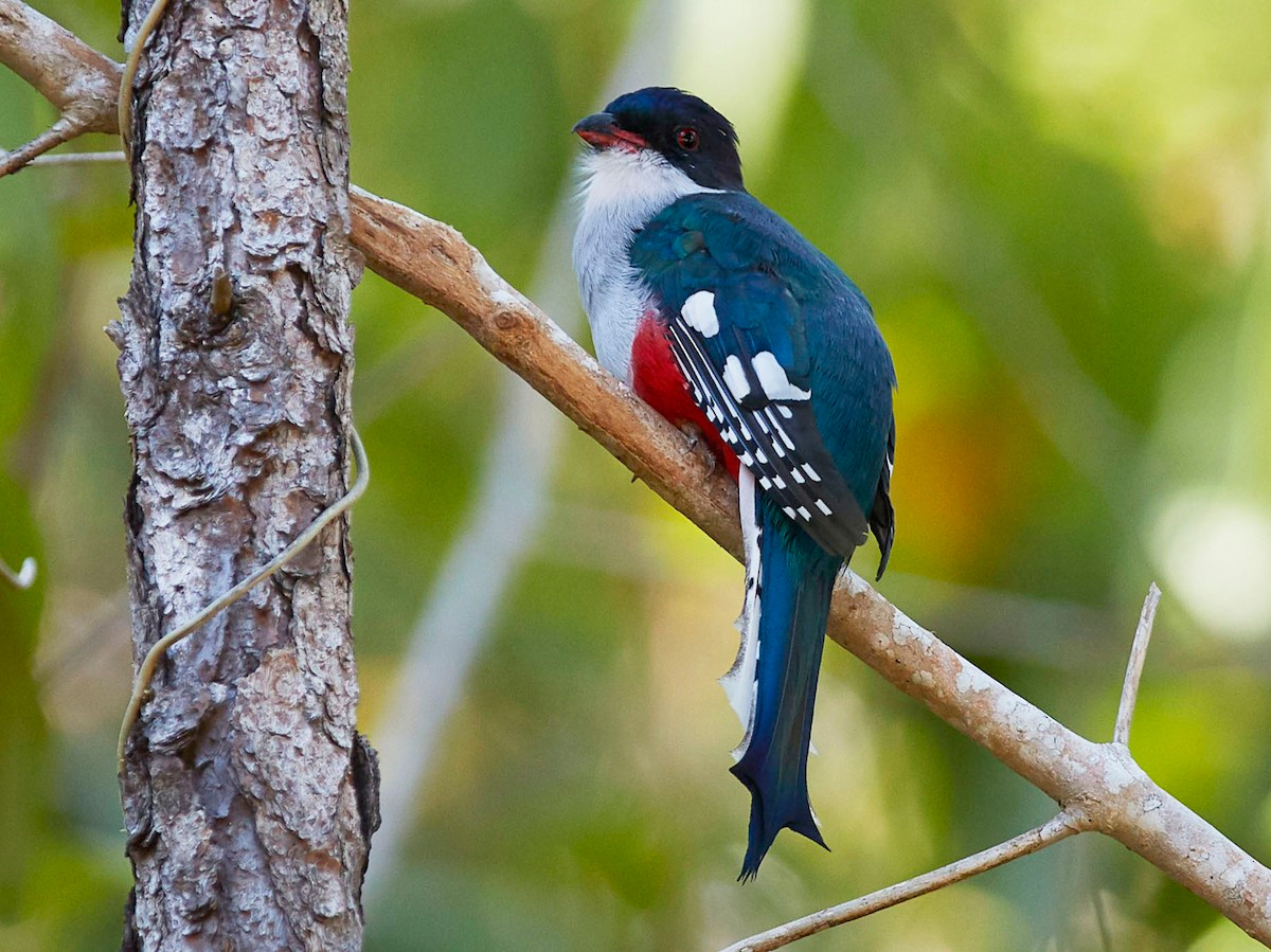 Chim Nuốc Cuba (Priotelus temnurus) dài 26-28 cm, phân bố ở khu vực Caribbean. Được coi là quốc điểu của Cuba, đây là một trong hai loài chim Nuốccó vùng phân bố hẹp thuộc chi Priotelus.