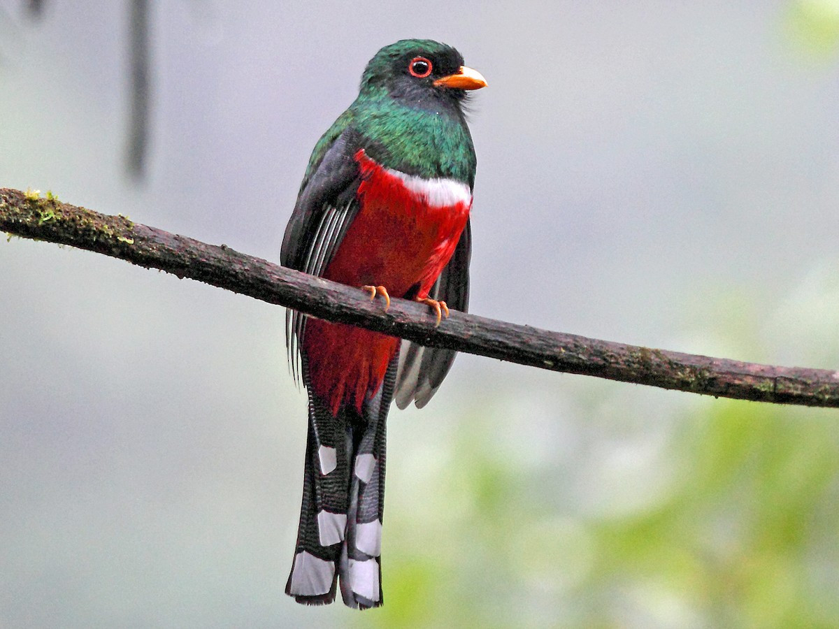 Chim Nuốc mặt nạ (Trogon personatus) dài 25-27 cm, sống trong những khu rừng miền núi Nam Mỹ. Chúng hay bị nhầm lẫn với chim Nuốcđầu đen do màu lông ở hai loài này khá giống nhau.