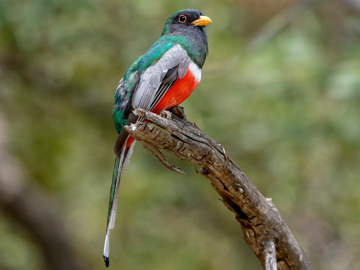 Chim Nuốc đầu đen (Trogon elegans) dài 28-30 cm, phân bố ở các khu rừng miền núi từ miền Nam Arizona đến Trung Mỹ. Đây là loài chim Nuốcduy nhất xuất hiện ở nước Mỹ.