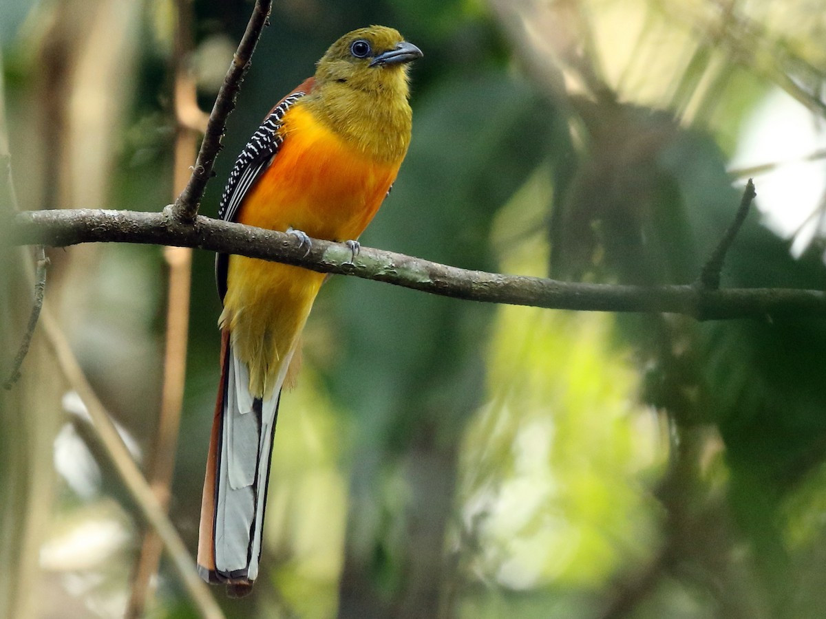 Chim Nuốc bụng vàng (Trogon oreskios) dài 27-32 cm, là loài chim bản địa Đông Nam Á. Phần lưng màu tối, bụng rực rỡ của loài này là kiểu màu sắc điển hình của nhiều loài chim Nuốcchâu Á.