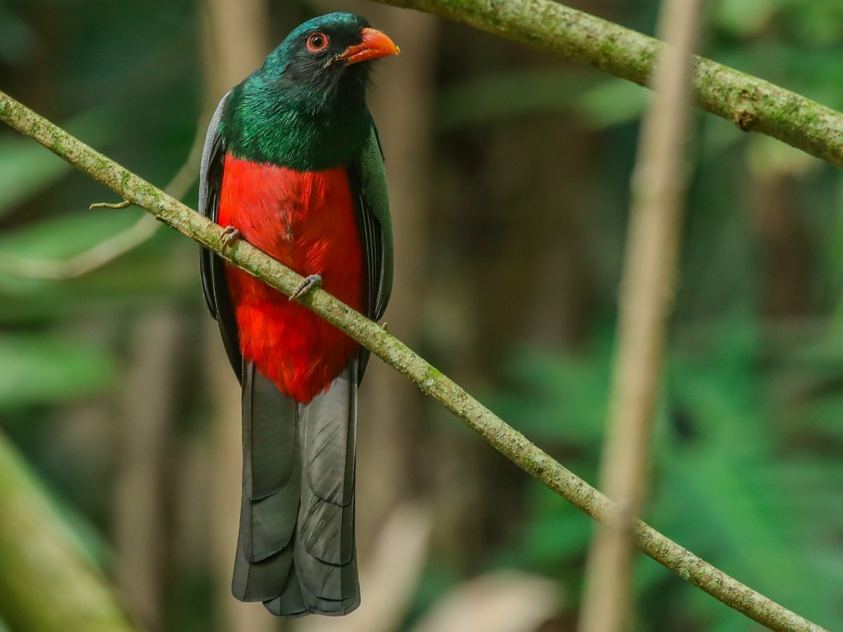 Chim Nuốc đuôi xám (Trogon massena) dài 30-35 cm, phân bố ở Trung Mỹ, Colombia và Ecuador. Loài này thường mò theo khỉ mũ mặt trắng (Cebus capucinus) để bắt côn trùng bay ra khi đám khỉ sục sạo trên cây.