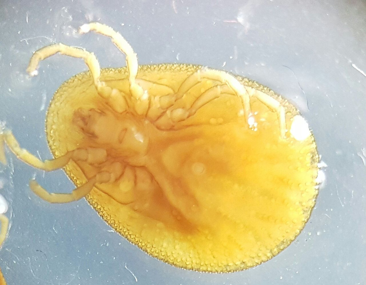 Ve gà Ba Tư (Argas persicus) dài 0,5 mm, là loài ve kí sinh chuyên hút chim chóc và gia cầm. Chúng có cơ thể mềm hình trái xoan, có thể làm lây lan bệnh bại liệt trên các vật chủ.