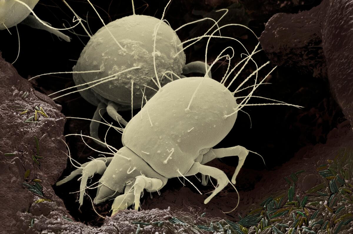 Mạt bột mì (Acarus siro) dài 0,2-0,5 cm, là loài vật gây hại nghiêm trọng cho nông nghiệp khi tàn phá các sản phẩm ngũ cốc dự trữ. Cũng như nhiều loài thuộc lớp Hình nhện nhỏ bé khác, chúng có thể gây dị ứng cho con người.