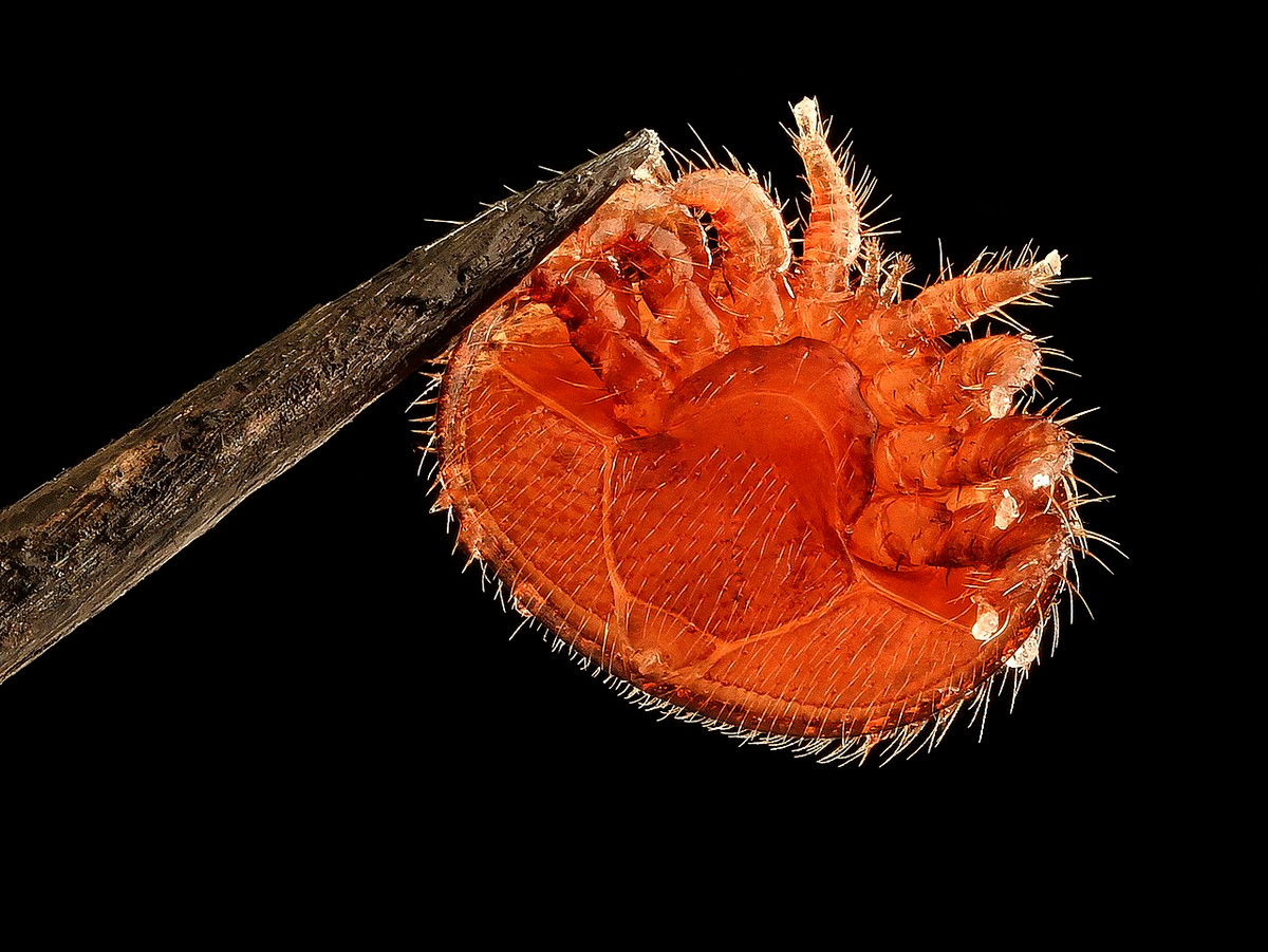 Ve varroa (Varroa cerana) dài 1-2 mm, khi còn non kí sinh trên ong mật và ăn ấu trùng ong. Khi trưởng thành chúng bám vào ong và lan ra các tổ khác, có thể trở thành mối họa cho các trang trại ong.