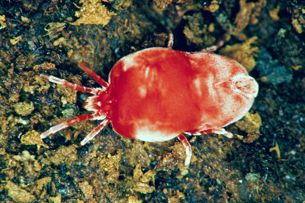 Mò (Neotrombicula autumnalis) dài 2 mm, là loài vô hại khi trưởng thành vì chúng chỉ ăn thực vật. Nhưng ấu trùng mò ăn da các động vật khác, kể cả con người, gây tấy rát.