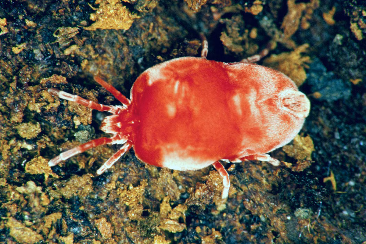 Mò (Neotrombicula autumnalis) dài 2 mm, là loài vô hại khi trưởng thành vì chúng chỉ ăn thực vật. Nhưng ấu trùng mò ăn da các động vật khác, kể cả con người, gây tấy rát.