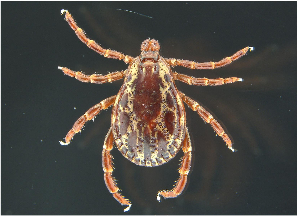 Ve chó Mỹ (Dermacentor variabilis) dài 3-5 mm, là một trong những loài vật kí sinh trên chó nhà phổ biến nhất. Chúng có thể truyền một số chứng sốt nguy hiểm cho con người qua các vết đốt.