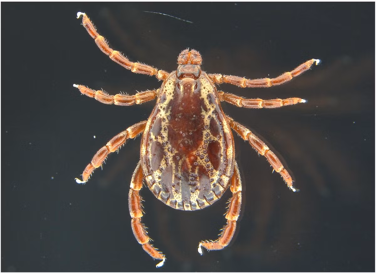 Ve chó Mỹ (Dermacentor variabilis) dài 3-5 mm, là một trong những loài vật kí sinh trên chó nhà phổ biến nhất. Chúng có thể truyền một số chứng sốt nguy hiểm cho con người qua các vết đốt.