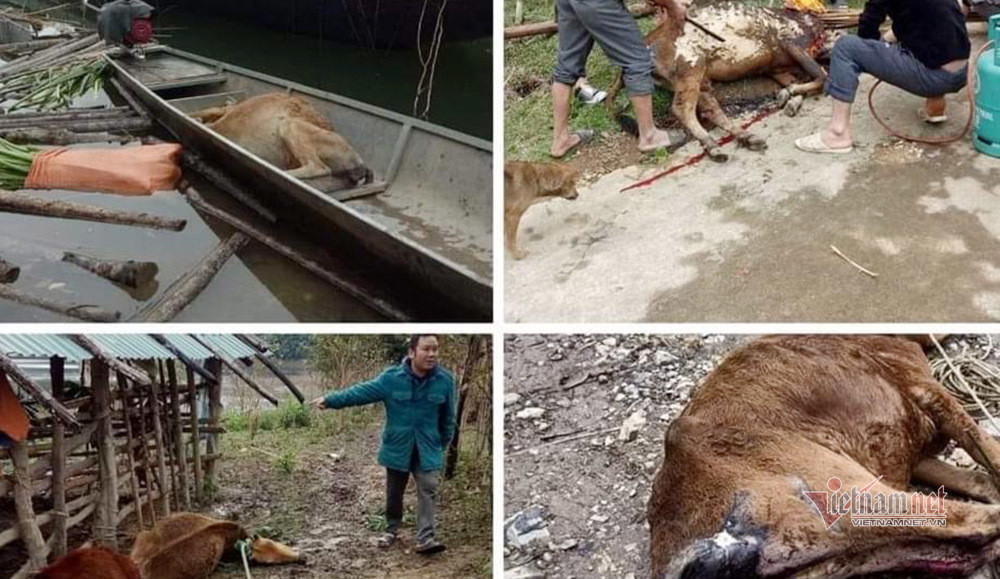 Trau, bo chet nhu nga ra vi ret hai, buot ruot voi 'dau co nghiep'