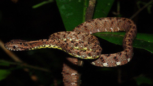 Tuy có rất nhiều màu sắc trên cơ thể nhưng rắn rào ngọc bích không hề mang đến cảm giác rối mắt do cách bài trí hoa văn và phối màu trên cơ thể chúng dường như được mẹ thiên nhiên ưu đãi đặc biệt.