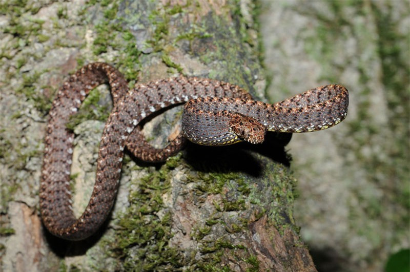 Cận cảnh nhan sắc có một không hai của rắn rào ngọc bích Việt Nam.