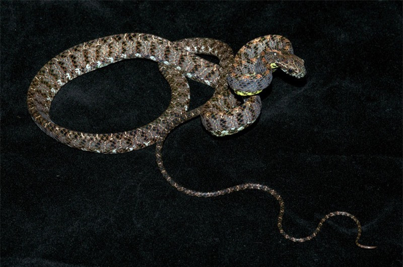 Để hù dọa kẻ thù, rắn rào ngọc bích phình to phần đầu của mình giống như rắn hổ mang bành, thậm chí nó còn bắt chước cả âm thanh của những loài rắn độc khác nhằm khiến kẻ thù phân vân. Trong lúc kẻ thù đang lưỡng tự có tấn công hay không, nhân cơ hội đó, rắn rào ngọc bích nhanh chóng lẩn trốn.