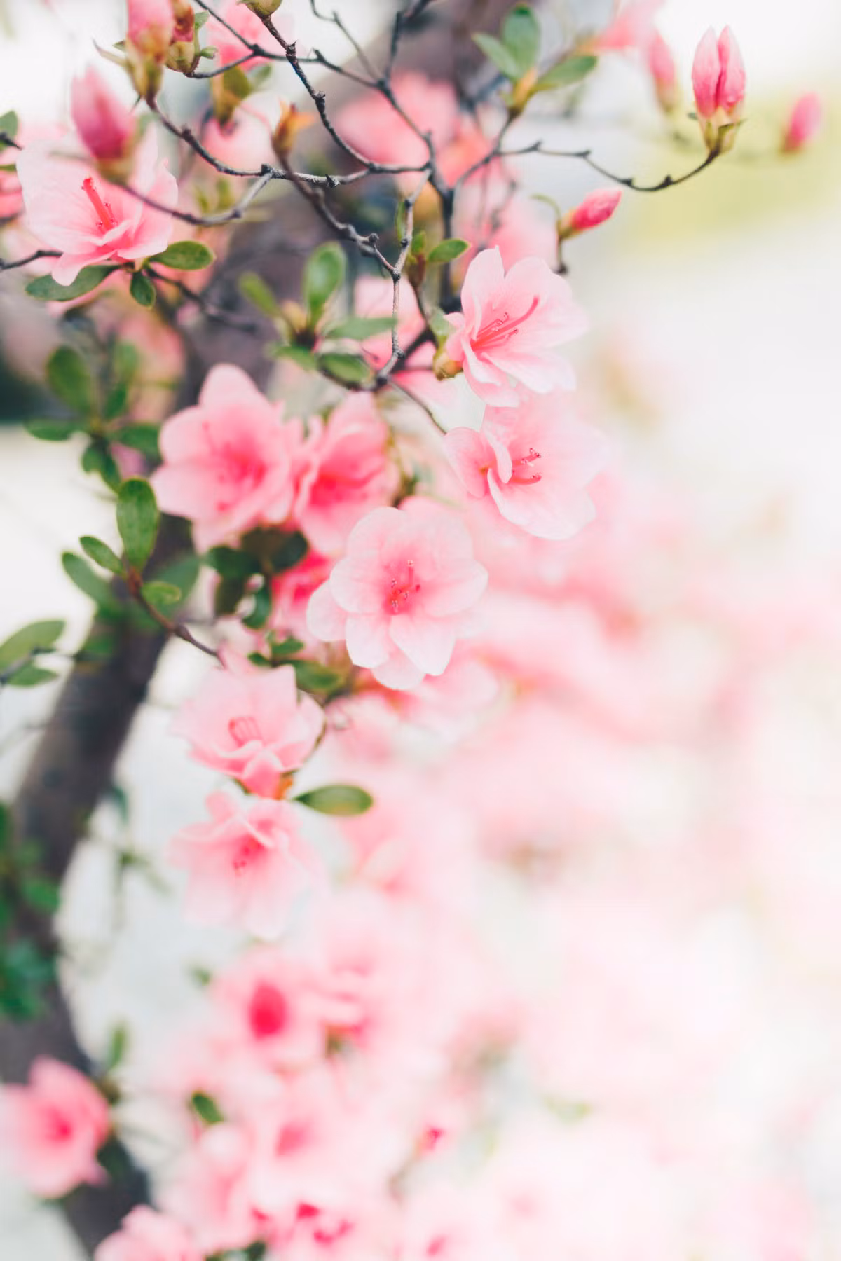 Nguoi sinh thang Am lich nay, cuoc doi no hoa, thuan buom xuoi gio-Hinh-2