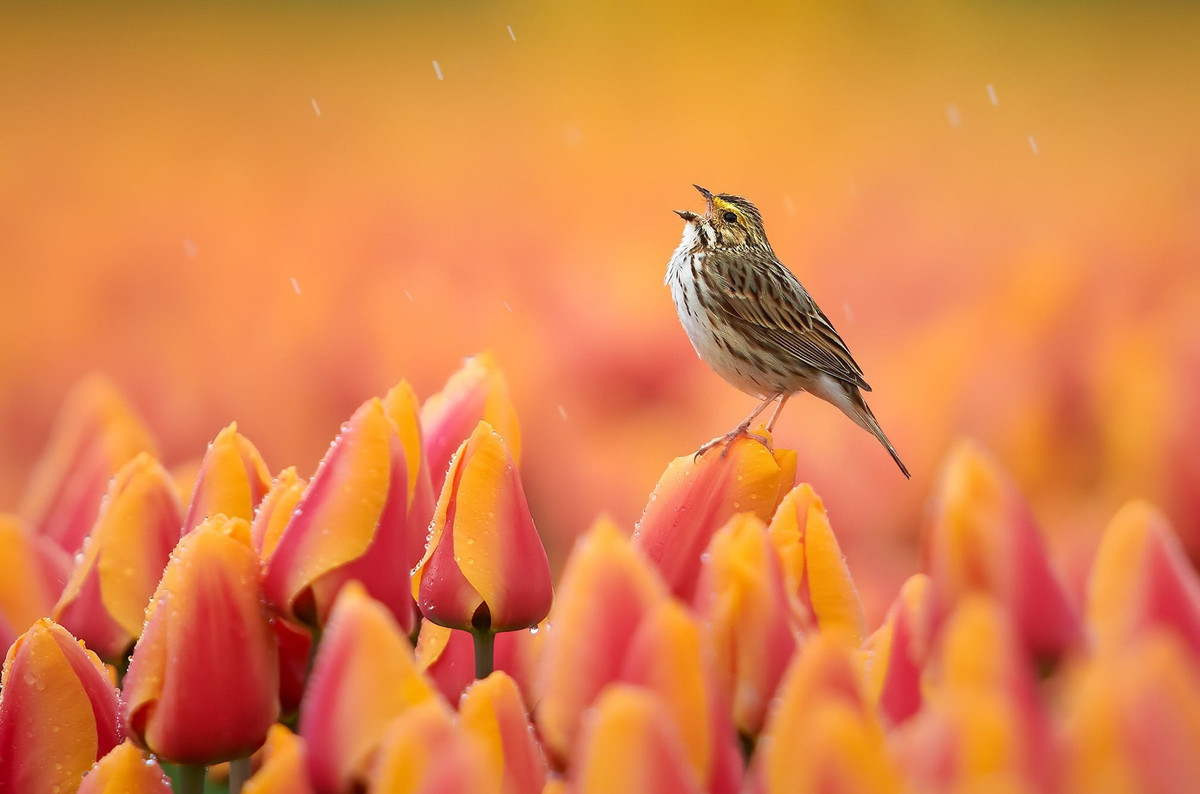 Người sinh tháng Âm lịch này, cuộc đời nở hoa, thuận buồm xuôi gió Nguoi sinh thang Am lich nay, cuoc doi no hoa, thuan buom xuoi gio
